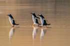 Falkland Islands, Saunders Island. Gentoo penguins walking on beach. Art Print